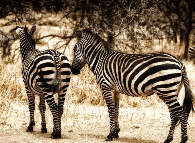 Wallpaper Zebra, serengeti, savanna, wild nature, Animals 1359310920